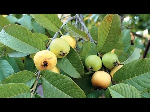محصول جوافه